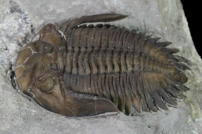 Greenops Trilobite - Hungry Hollow, Ontario #164401